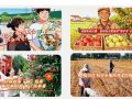 高考落幕，新程开启｜加油同学丨《今日驻马店》资讯第281期发布