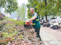 绿化养护下足“绣花功” 边角地变身“微花园”