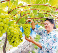 葡萄满枝迎丰收