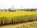 亩产772.23公斤！宁香粳9号在留庄交出亮眼成绩单